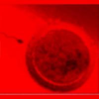 Genesis Fertility Center | Γυναικολόγοι στην Πάτρα, λογότυπο