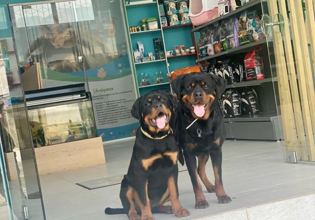 House of Pets 3