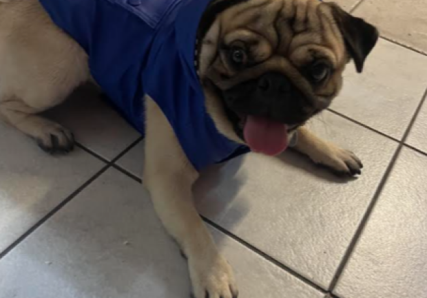 Petsmartcenter | Αλμπάνη Αθανασία 3