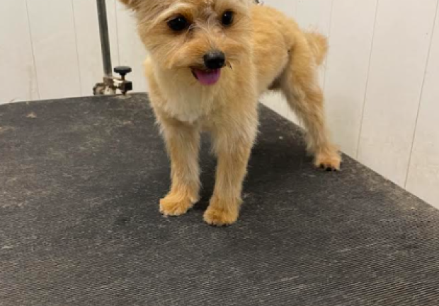 Petsmartcenter | Αλμπάνη Αθανασία 4