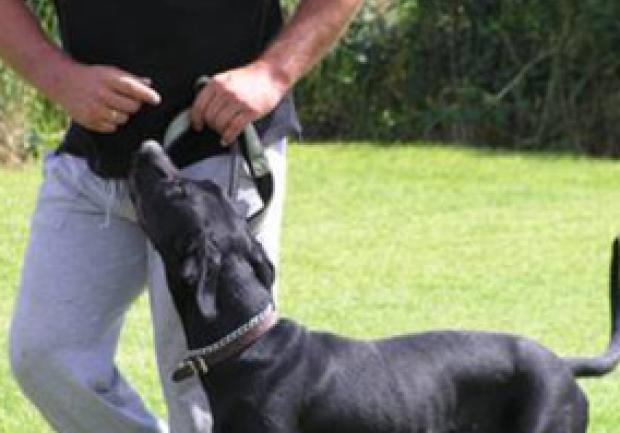 Action Dog | Φύλαξη Κατοικίδιων Ζώων στην Πάτρα, Εκπαίδευση Σκύλου 03
