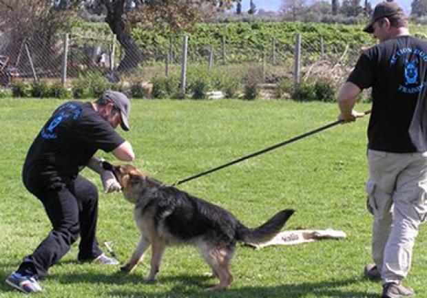 Action Dog | Φύλαξη Κατοικίδιων Ζώων στην Πάτρα, Εκπαίδευση Σκύλου 06