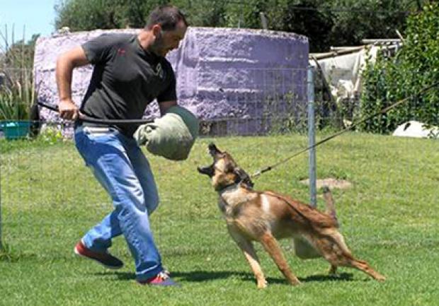 Action Dog | Κατοικίδια Ζώα στην Πάτρα 04