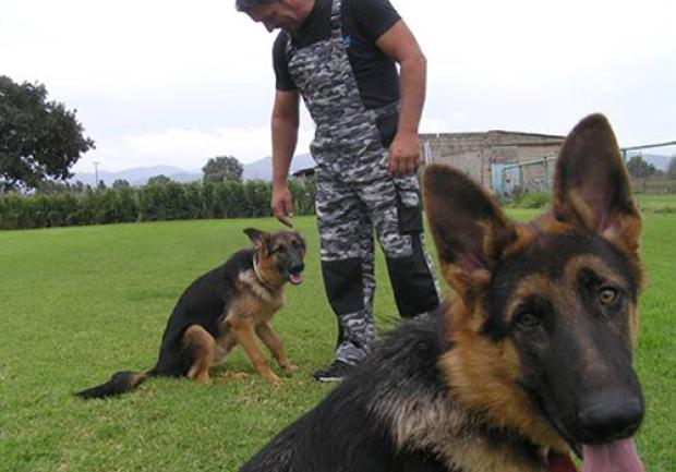 Action Dog | Κατοικίδια Ζώα στην Πάτρα 06