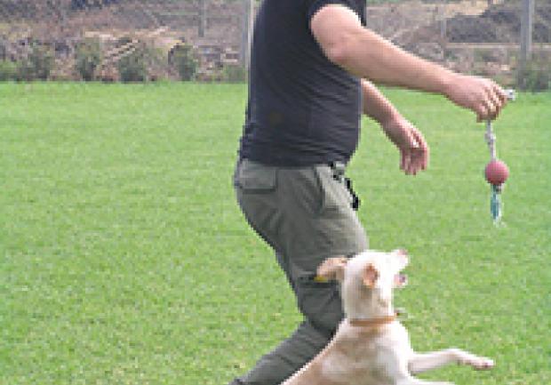 Action Dog | Κατοικίδια Ζώα στην Πάτρα 12