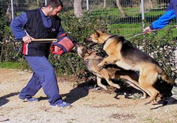 Action Dog | Κατοικίδια Ζώα στην Πάτρα 14