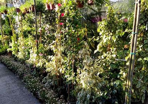 Green Works | Φυτώριο στην Πάτρα, Εγκαταστάσεις 02