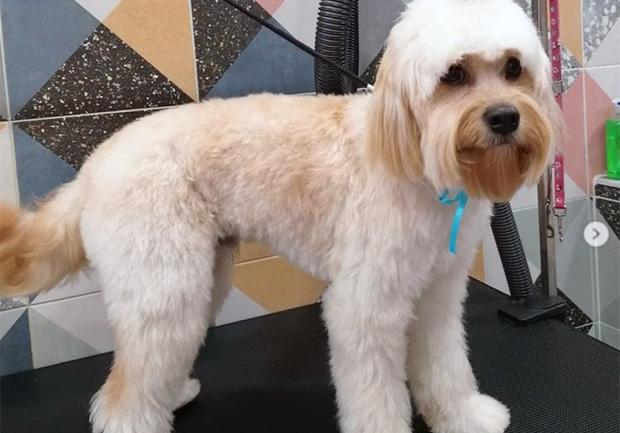 Pet Spa | Περιποίηση Κατοικίδιων στην Πάτρα 03