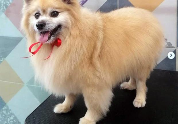 Pet Spa | Περιποίηση Κατοικίδιων στην Πάτρα 01