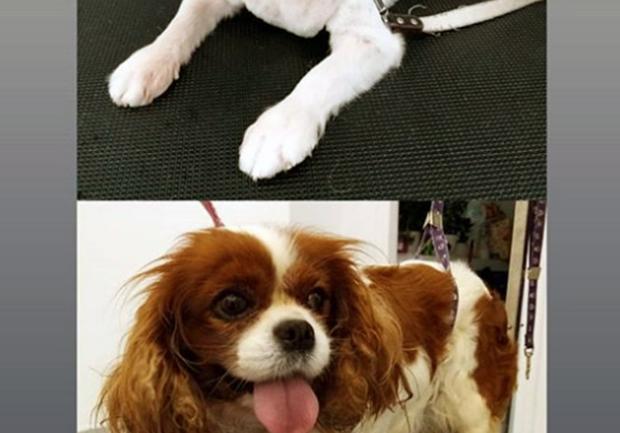 Pet Spa | Περιποίηση Κατοικίδιων στην Πάτρα 06