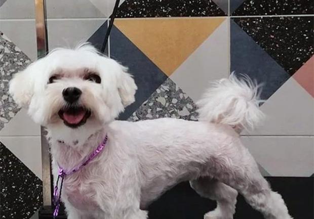 Pet Spa | Περιποίηση Κατοικίδιων στην Πάτρα 04