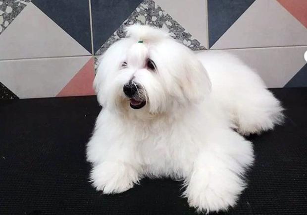 Pet Spa | Περιποίηση Κατοικίδιων στην Πάτρα 02
