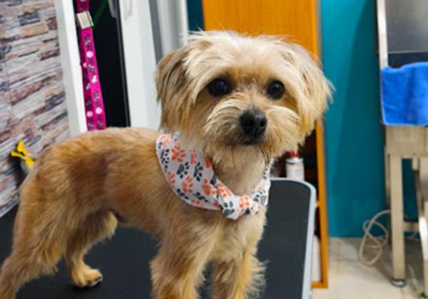 SpeciαSpecial Pet - Grooming Salon | Περιποίηση Κατοικίδιων Ζώων - Καλλωπισμός | Αθήνα 02al Pet - Grooming Salon | Περιποίηση Κατοικίδιων Ζώων - Καλλωπισμός | Πάτρα 02