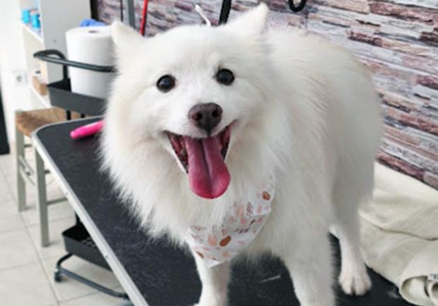 Special Pet - Grooming Salon | Περιποίηση Κατοικίδιων Ζώων - Καλλωπισμός | Αθήνα 03