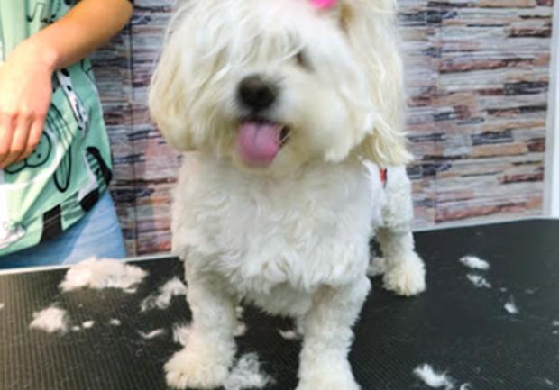 Special Pet - Grooming Salon | Περιποίηση Κατοικίδιων Ζώων - Καλλωπισμός | Αθήνα 04